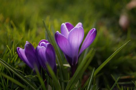 Free stock photo of botany, crocus, flower