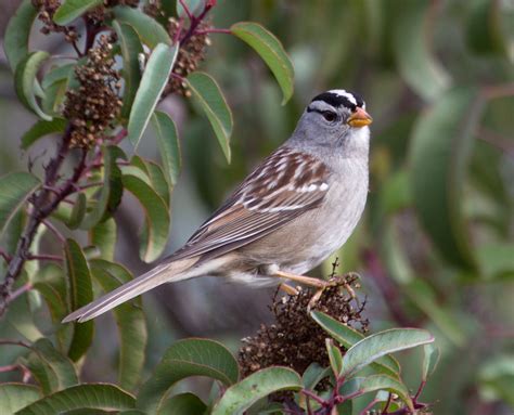 White-crowned Sparrow | San Diego Bird Spot