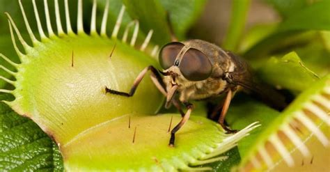 Discover 10 Carnivorous Plants That Eat Bugs - A-Z Animals