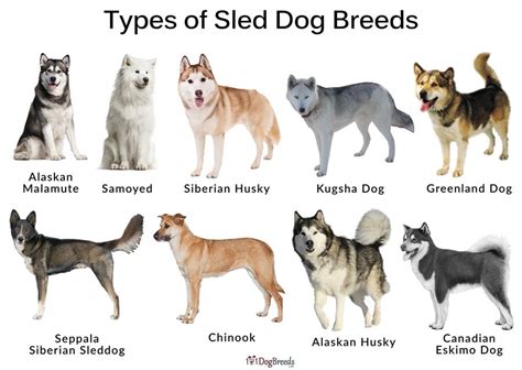 Different Types of sled dogs | Dog breeds, Dog sledding, Greenland dog