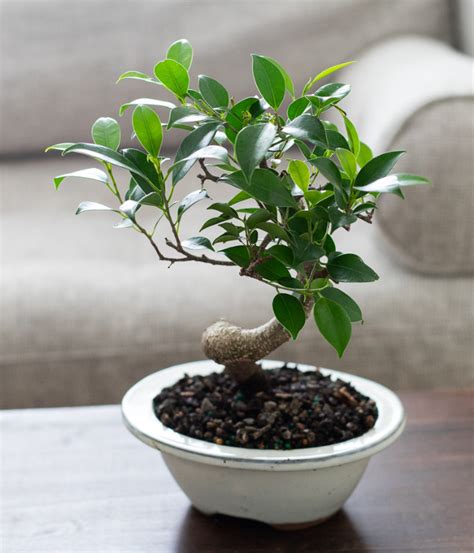 Ficus Indoor Bonsai Tree - SendPlants