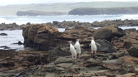 Yellow-eyed penguin nest numbers down - Media Release - Yellow-eyed ...