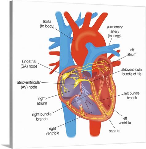 Electrical conduction in the heart controlled by pacemaker cells in the sinoatrial node. | Great ...