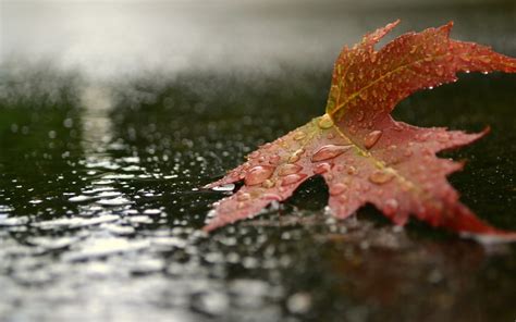 Wallpaper : leaves, nature, reflection, rain, branch, frost, autumn, flower, season, woody plant ...