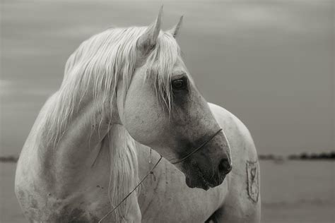 White Camargue horse Photograph by Ekaterina Romanova | Fine Art America