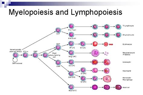 Malignant hematopoiesis 1 Myeloproliferative disorders Emanuel Neas ...