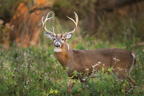 ‘Good Ol’ Days’ of Indiana wildlife weren’t so good - Indiana Connection