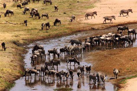 3 days to Lake Manyara Safari | Lake Manyara National Park