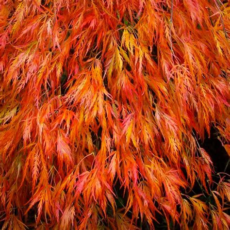 Orangeola Japanese Maple For Sale | The Tree Center™