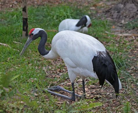 Pictures and information on Red-crowned Crane | Drawing and illustration, Rare birds, Beautiful ...