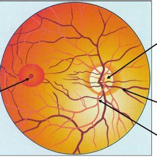 Normal ocular fundus. | Download Scientific Diagram