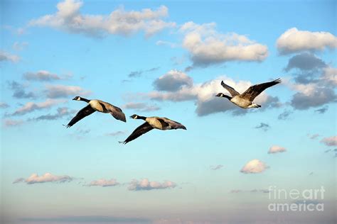 Flock of Canada Geese Flying in the clouds near sunset Photograph by ...