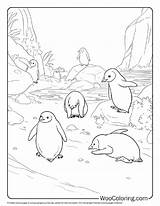 100  Penguin coloring Pages Free PDF To Print Woo Coloring sketch template