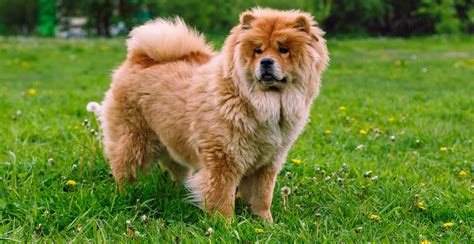 Chow Chow Dog Breed Guide (Lifespan, Size & Characteristics)