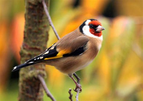 Download European Goldfinch Branch Colorful Bird Animal Goldfinch HD ...