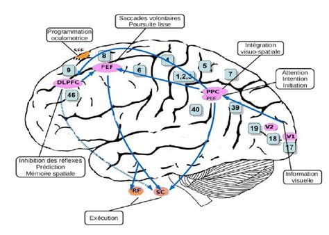 5 Quelques structures impliquées dans la génération des saccades. Après... | Download Scientific ...