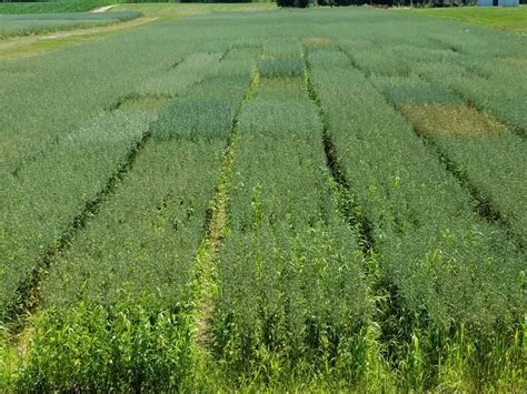 Oat varieties and production featured at Oat Field Day on July 19 ...