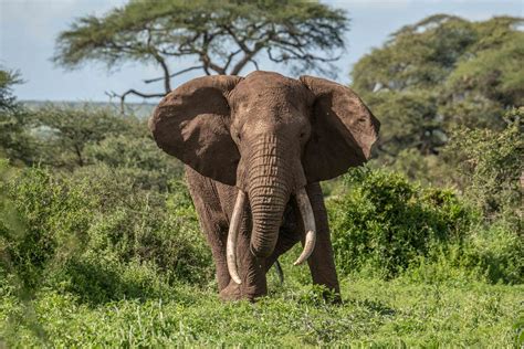 BREAKTHROUGH For Amboseli Elephants - wildlifedirect