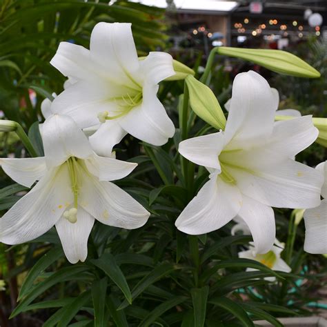 Easter Lilies - Homestead Gardens, Inc. | Homestead Gardens, Inc.