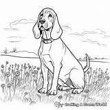 Basset Hound Coloring Pages  Free & Printable sketch template