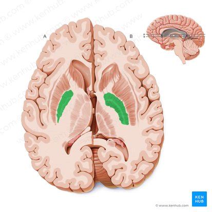 Globus pallidus: Anatomy and function | Kenhub