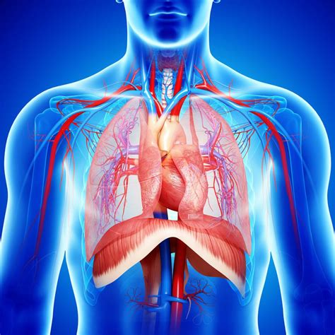 Diaphragm: Anatomy, Function, and Treatment