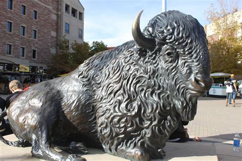 The mascot for Colorado University. University of Colorado at Boulder ...