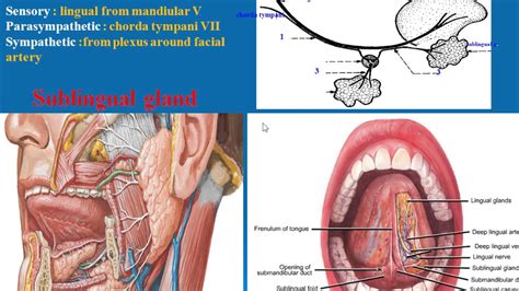 Sublingual Fold