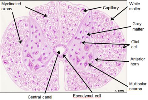 Histology Drawings | Basic anatomy and physiology, Tissue biology ...