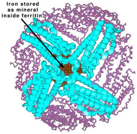 Ferritin structure. (Source: chemistry.wustl.edu). | Download Scientific Diagram