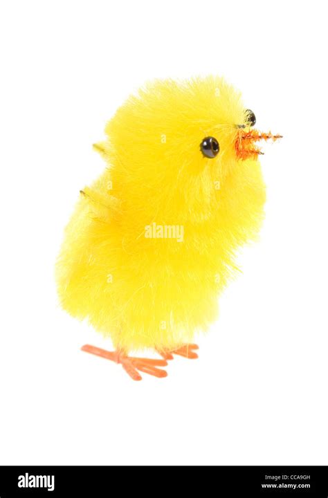 yellow chick photo on the white background Stock Photo - Alamy