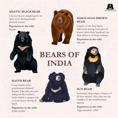 Bears: The Guardians Of The Forest - Wildlife SOS