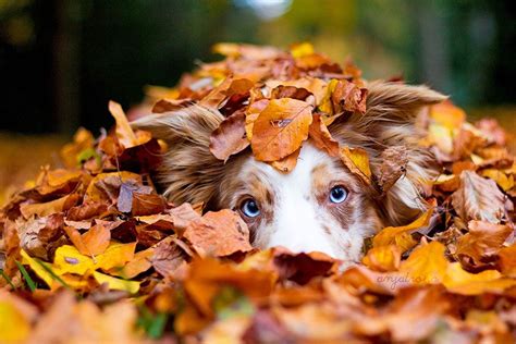 Autumn Animals | Autumn animals, Dog photoshoot, Dog photography