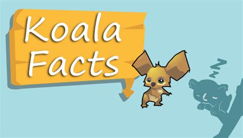 Koala Bear : Facts and Information - General Knowledge | Mocomi Kids