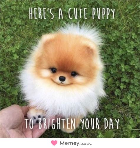 Here's a cute puppy To brighten your day | Memey.com