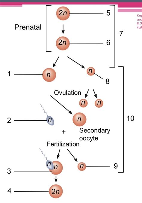 oogenesis diagram Diagram | Quizlet