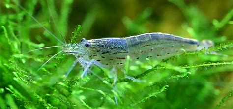 Freshwater Crustaceans: Shrimps | Tropical Fish Hobbyist Magazine