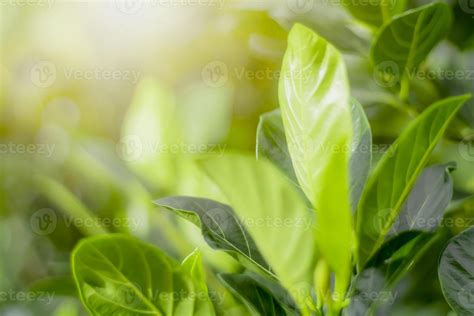 Blurred Leaves Abstract Background Green Leaf Bokeh Blurred Nature ...