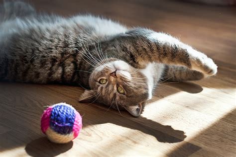 13 Cat Toys To Engage Your Kitty's Brain and Stave Off Boredom