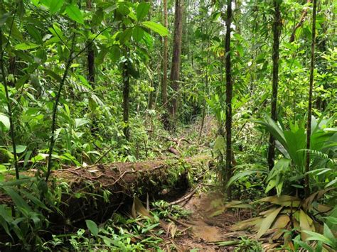 Sunny Jungle Tropical Rainforest in Central America Stock Image - Image of climate, temperate ...