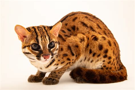 Visayan Leopard Cat (Prionailurus bengalensis rabori) - Joel Sartore