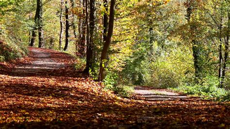 Autumn Trees Blowing In The Wind Stock Footage Video 663262 - Shutterstock