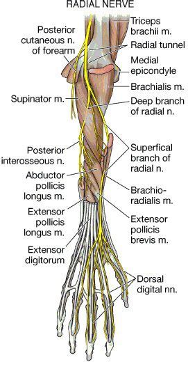 Deep Branch of the Radial Nerve and Posterior Interosseous Nerve | Cuerpo humano anatomia ...