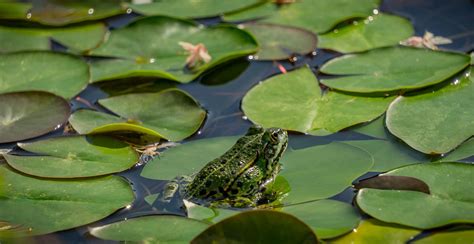 Frog on a Lily Pad (Photo credit to Scholty1970 - Pixabay) [1920 x 991 ...