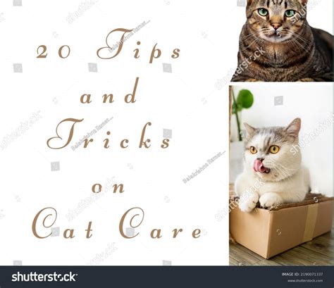 20 Tips Tricks On Cat Care Stock Illustration 2190071337 | Shutterstock