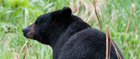 Louisiana Black Bear Population Deemed Stable - The Wildlife Society