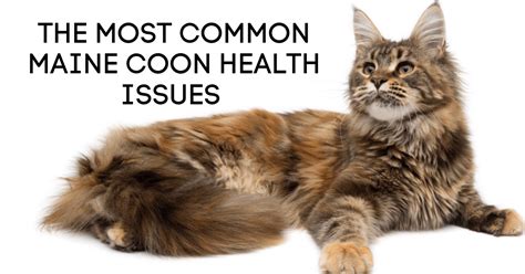 The Most Common Maine Coon Health Issues ⋆ Sassy Koonz