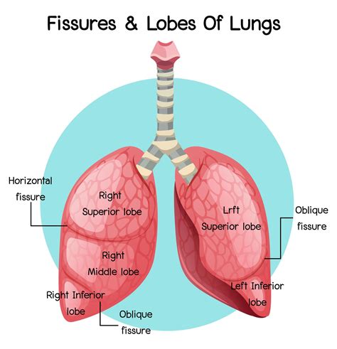 Fissures and lobes of lungs 1782959 Vector Art at Vecteezy