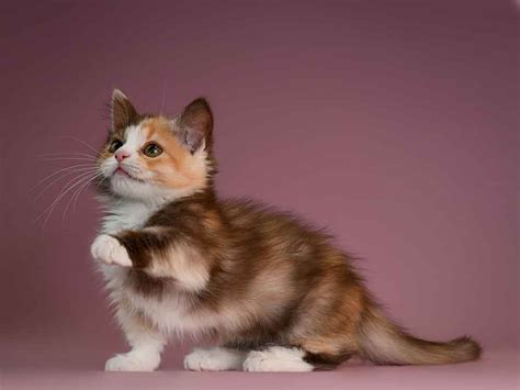 Munchkin | Cat Breed Information & Facts – Pictures | Pets Feed