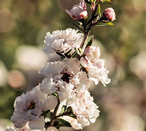 Leptospermum Scoparium 20 Seeds Manuka Tea Tree bonsai - Etsy